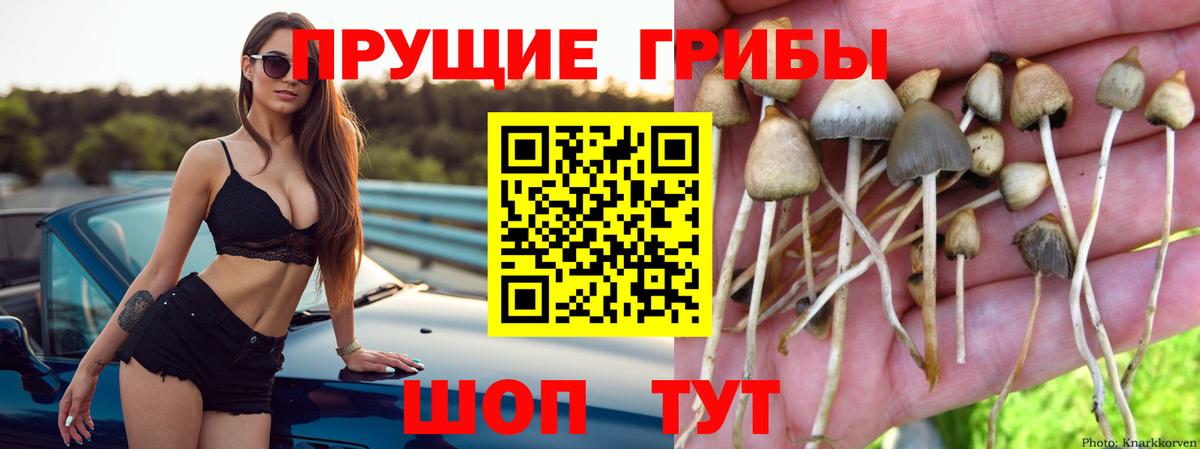 Галлюциногенные грибы мицелий  Псилоцибиновые грибы Cubensis  Камень-на-Оби  Вход с VPN 